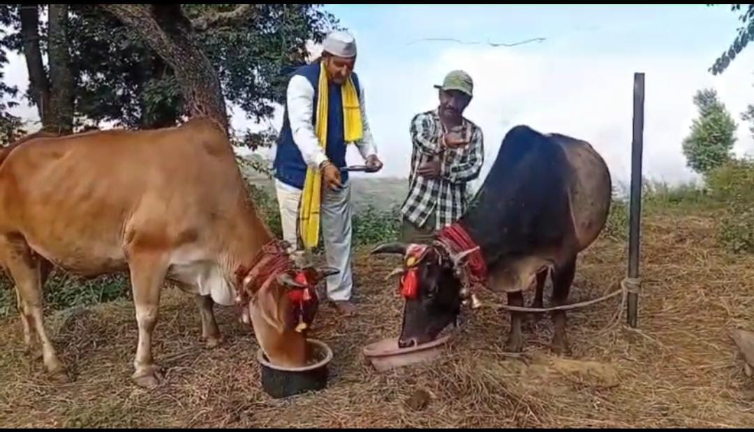 सीमांत क्षेत्र में धूमधाम से मनाया गया बल्द त्यार(बैलत्योहार)