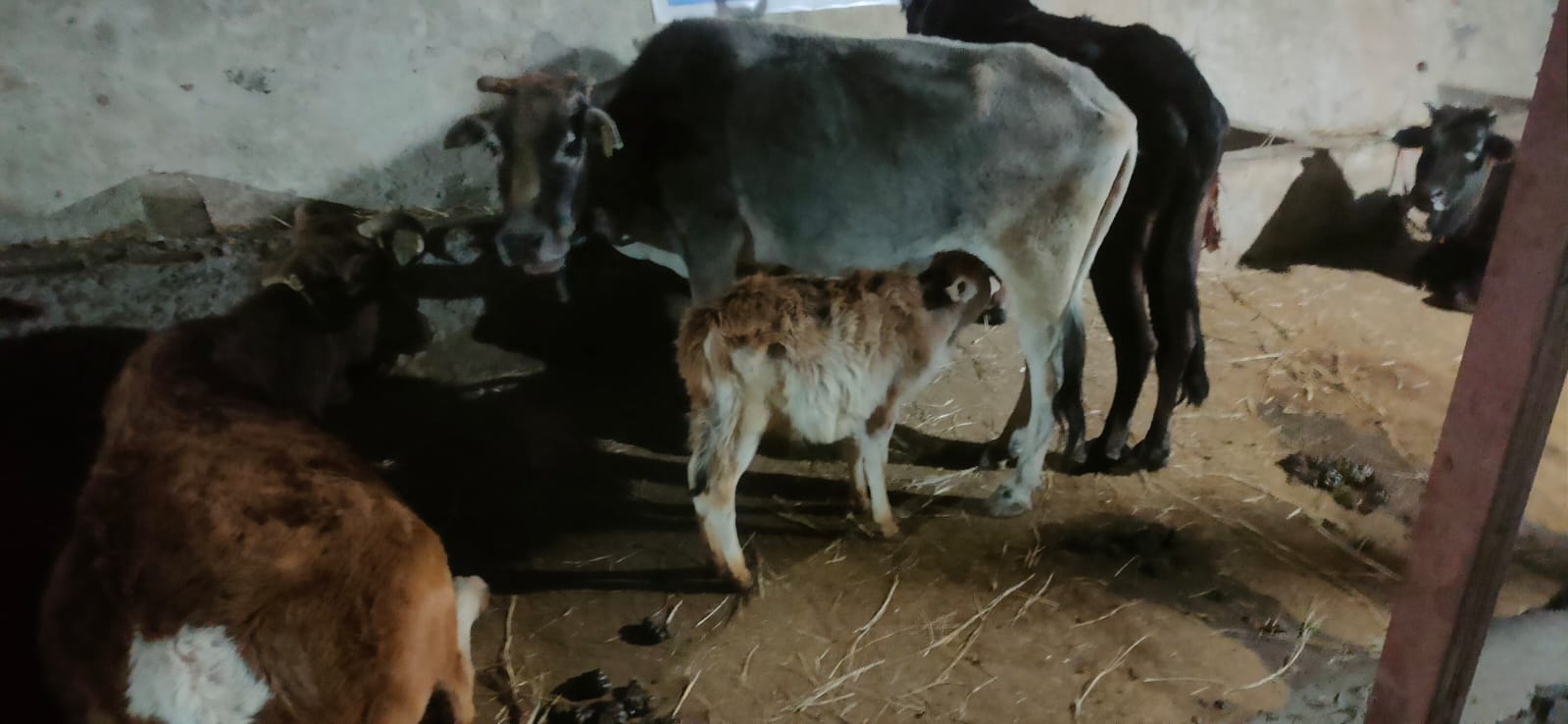 मानवता की मिसाल-एनएच-58 पर बेसहारा छोड़ा गया बछड़ा सुरक्षित गौशाला पहुंचा,अरण्यक जन सेवा संस्था की तत्परता से बची मासूम जान