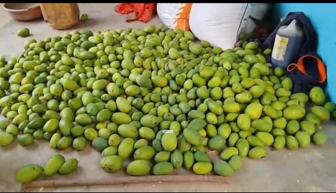 पंचेश्वर घाटी क्षेत्र में तूफान का कहर आम व लीची के फलों को भारी नुकसान किसान मायूस।